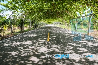 Tree Natural Tunnel On Asphalt Road Stock Photo