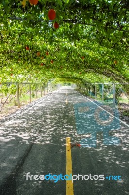 Tree Natural Tunnel On Asphalt Road Stock Photo