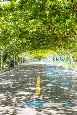 Tree Natural Tunnel On Asphalt Road Stock Photo