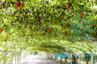 Tree Natural Tunnel On Asphalt Road Stock Photo