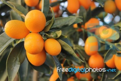 Tree Of Kumquat Stock Photo