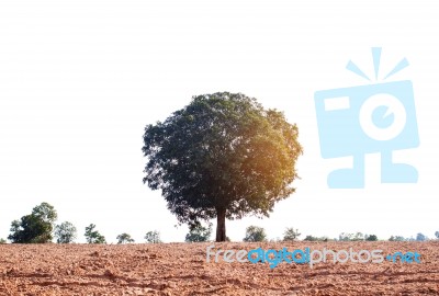 Tree On Countryside Stock Photo