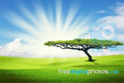 Tree On Grass Field Stock Image