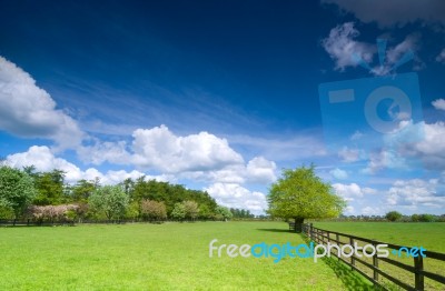 Tree On Green Field Stock Photo