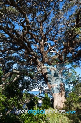 Tree On Hahei Beach Stock Photo