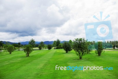 Tree On Lawn With Sky Stock Photo