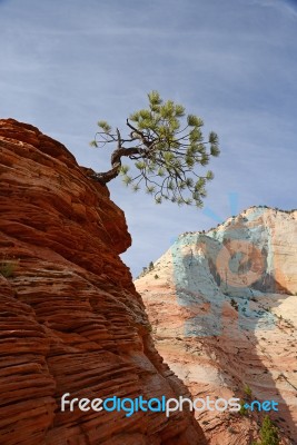 Tree On Sandstone Rock Stock Photo