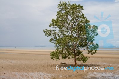 Tree On Sandy Beach Stock Photo