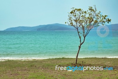 Tree On The Beach Stock Photo