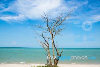 Tree On The Beach Stock Photo