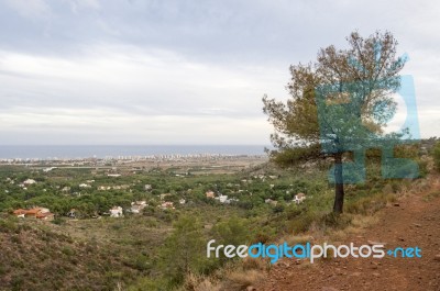 Tree Overlooking Benicasim Stock Photo