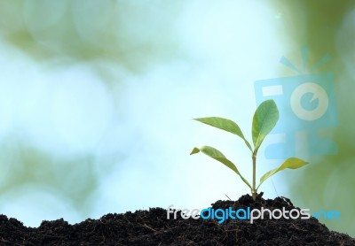 Tree Plant Grown Stock Photo