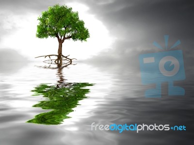 Tree Reflection In Water Stock Image