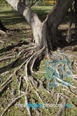 Tree Root Stock Photo