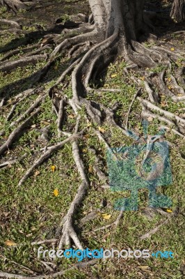 Tree Root Stock Photo