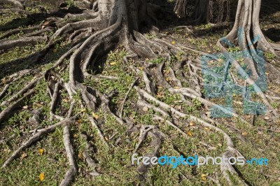 Tree Root Stock Photo