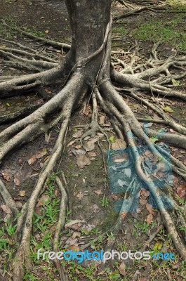 Tree Roots Stock Photo