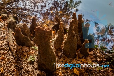 Tree Roots Growing Above Ground Stock Photo