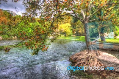 Tree Roots On The River Stock Photo