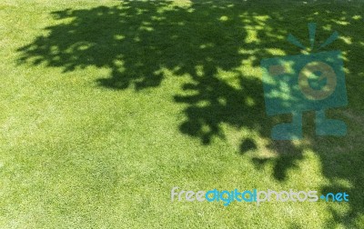 Tree Shadow On Green Grass Stock Photo