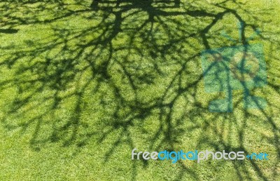 Tree Shadow On Green Grass Stock Photo