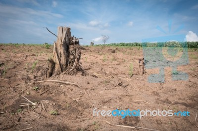 Tree Stump In Deforested Mountain Hill Stock Photo