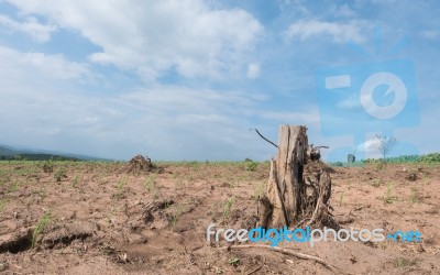 Tree Stump In Deforested Mountain Hill Stock Photo