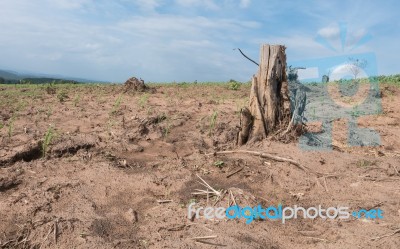 Tree Stump In Deforested Mountain Hill Stock Photo