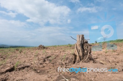 Tree Stump In Deforested Mountain Hill Stock Photo