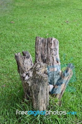 Tree Stump On Grass Stock Photo