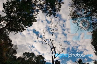 Tree Top Worms Eyes View And Sky Thailand Stock Photo