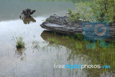 Tree Trunk In Lake Stock Photo