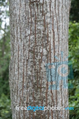 Tree Trunk In The Tropical Rain Forest Stock Photo