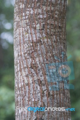 Tree Trunk In The Tropical Rain Forest Stock Photo