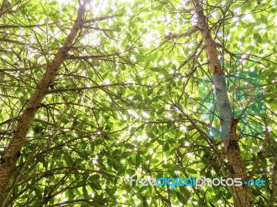 Tree Trunk Up High With Green Leaf And Beautiful Light In Backgr… Stock Photo