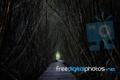 Tree Tunnel Stock Photo