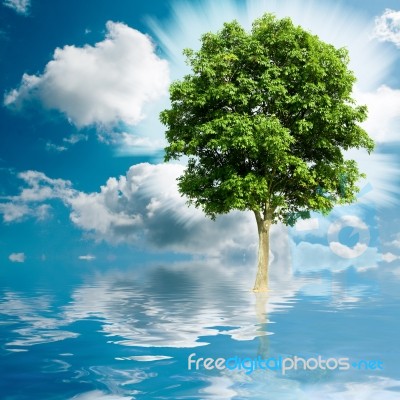 Tree Water Stock Photo