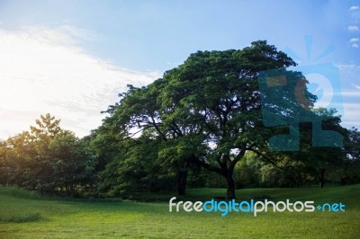 Tree With Blue Sky Stock Photo