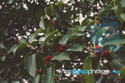 Tree With Bright Red Berries Stock Photo