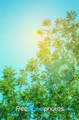 Tree With Green Leaves And Sky Stock Photo