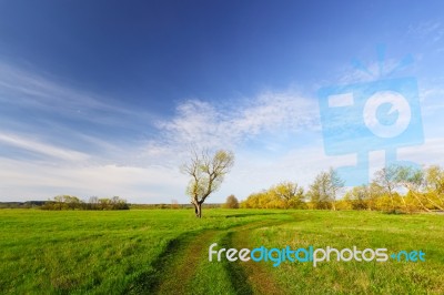 Tree With Green Leaves On Spring Field Stock Photo