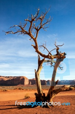 Tree With Legs In Monument Valley Stock Photo