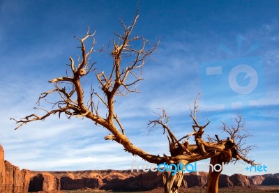 Tree With Legs In Monument Valley Stock Photo