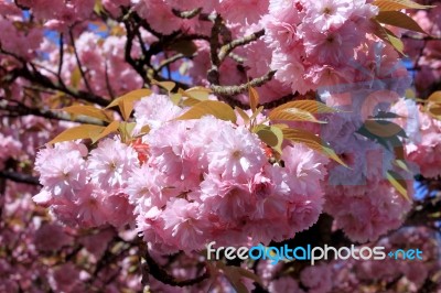 Tree With Pink Flowers Stock Photo