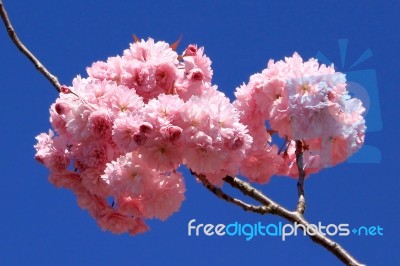 Tree With Pink Flowers Stock Photo