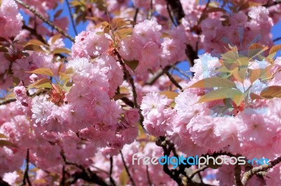 Tree With Pink Flowers Stock Photo