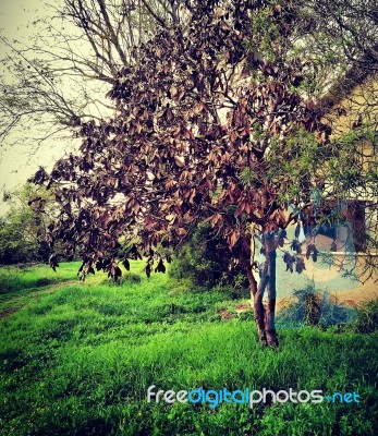 Tree With Purple Autumn Leaves Stock Photo