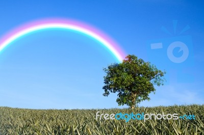 Tree With Rainbow Stock Photo