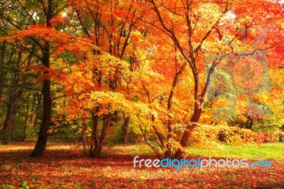 Tree With Red And Yellow Leaves Stock Photo