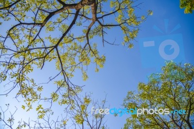 Tree With Sky Stock Photo